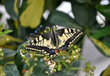 Χαϊδάρι Σήμερα Μαγικά φτερουγίσματα. Οι 35 πεταλούδες του όρους Αιγάλεω – Ποικίλου σε υπέροχες φωτογραφίες 1