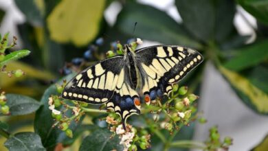 Χαϊδάρι Σήμερα Μαγικά φτερουγίσματα. Οι 35 πεταλούδες του όρους Αιγάλεω – Ποικίλου σε υπέροχες φωτογραφίες 1