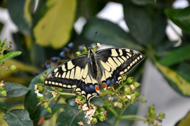 Χαϊδάρι Σήμερα Μαγικά φτερουγίσματα. Οι 35 πεταλούδες του όρους Αιγάλεω – Ποικίλου σε υπέροχες φωτογραφίες 1