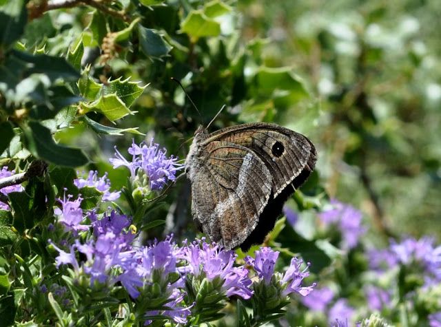 Μαγικά φτερουγίσματα στο Ποικίλο. 35 πεταλούδες σε υπέροχες φωτογραφίες 54