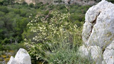 Χαϊδάρι Σήμερα Απόφαση του Δασαρχείου Αιγάλω για προστασία σπάνιων-πολύτιμων φυτών του Ποικίλου 1