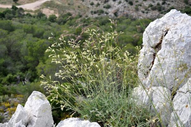 Χαϊδάρι Σήμερα Απόφαση του Δασαρχείου Αιγάλω για προστασία σπάνιων-πολύτιμων φυτών του Ποικίλου 1