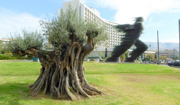 υπεραιωνόβιες ελιές