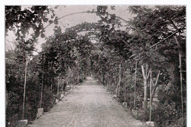 Χαϊδάρι Σήμερα "Από τα θερινάς εκδρομάς στο Παλατάκι". Μοναδικές αποκαλύψεις από τον Γιάννη Ιγγλέση για τον πύργο της πόλης μας 1