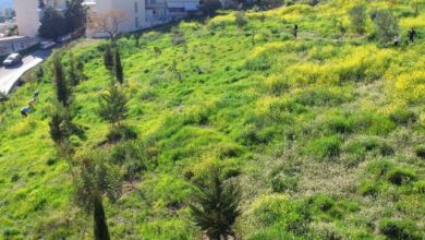 Χαϊδάρι Σήμερα Εθελοντική δενδροφύτευση στο "κίτρινο", με φυτάρια του Διομήδειου Κήπου 1