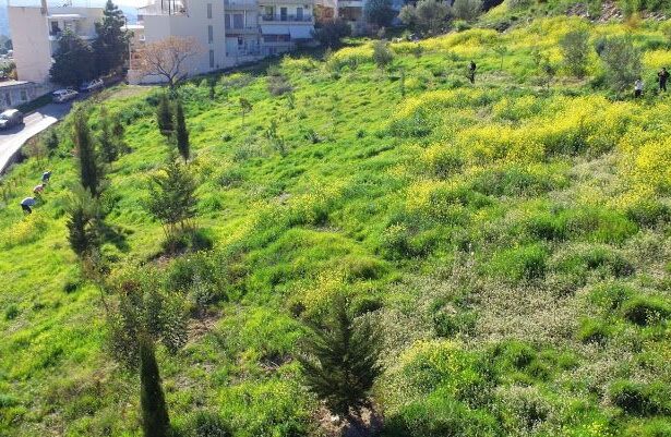 Χαϊδάρι Σήμερα Εθελοντική δενδροφύτευση στο "κίτρινο", με φυτάρια του Διομήδειου Κήπου 1