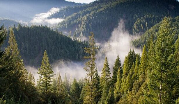 Χαϊδάρι Σήμερα Καταπράσινο δάσος σε Αιγάλεω – Ποικίλο; Κι όμως ΝΑΙ, μπορεί να γίνει! 1