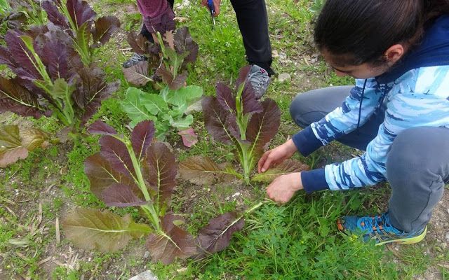 Ανοιξιάτικη συγκομιδή στο 6ο Γυμνάσιο Χαϊδαρίου 2 Ανοιξιάτικη συγκομιδή στο 6ο Γυμνάσιο Χαϊδαρίου 1