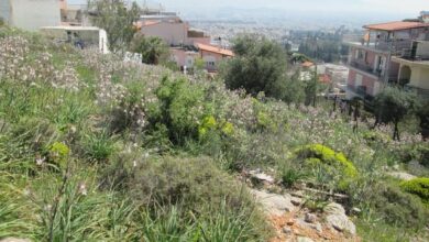 Χαϊδάρι Σήμερα Πολιτική αφωνία στο Χαϊδάρι για την υπόθεση του οικοπέδου στον Προφήτη Ηλία 1