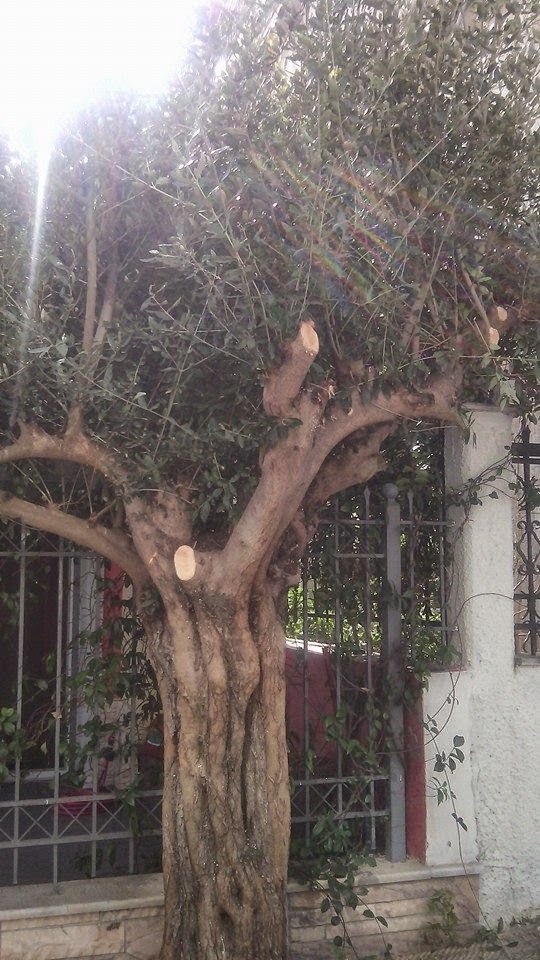 Δέντρα στα πεζοδρόμια