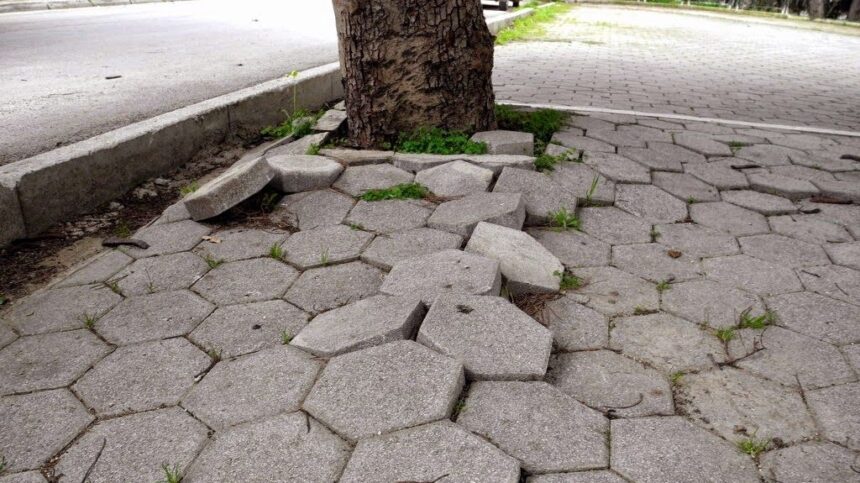 Δέντρα στα πεζοδρόμια