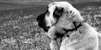 Χαϊδάρι Σήμερα Ελληνικός Ποιμενικός, ο σκύλος που δεν διστάζει να παλέψει με την αρκούδα 8