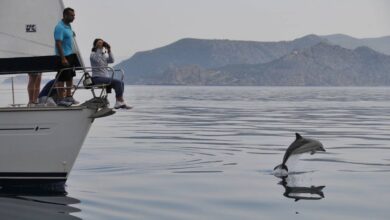 Χαϊδάρι Σήμερα Δελφίνια Κορινθιακού: 3 παγκόσμιες μοναδικότητες και μια απίθανη διασταύρωση 2 δελφίνια του Κορινθιακού