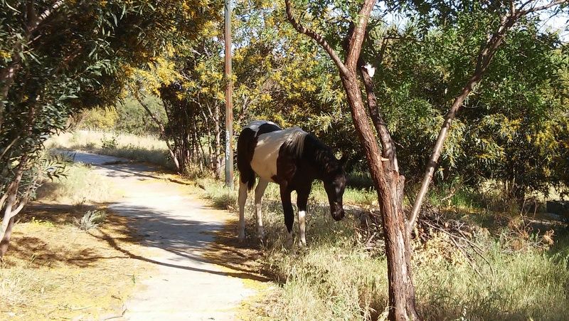 Πάρκο Νεολαίας - Μια πολύτιμη όαση στο Χαϊδάρι που αξίζει να προστατέψουμε 5