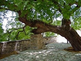 Φροντίδα για τα δέντρα στον ιστορικό πευκότοπο του Χαϊδαρίου 4