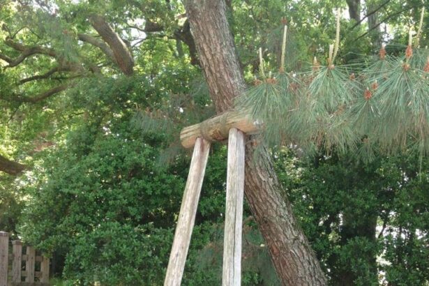 Χαϊδάρι Σήμερα Φροντίδα για τα δέντρα στον ιστορικό πευκότοπο του Χαϊδαρίου 4