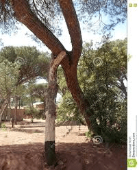 Φροντίδα για τα δέντρα στον ιστορικό πευκότοπο του Χαϊδαρίου 6