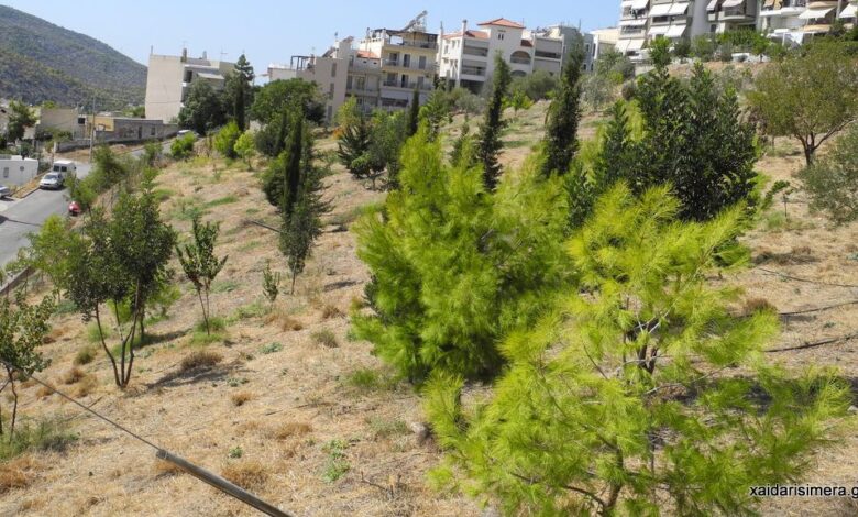 Γεια στα χέρια σας, παιδιά μου! 1 Χαϊδάρι Σήμερα Γεια στα χέρια σας, παιδιά μου! 5