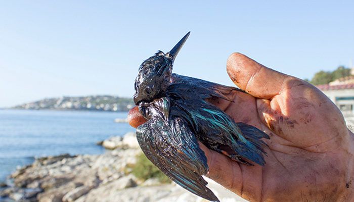 Ρίκα Βαγιάνη: Η απίστευτη περφόρμανς της στο Χαϊδάρι για την φονική πετρελαιοκηλίδα στο Σαρωνικό 3 Ρίκα Βαγιάνη: Η απίστευτη περφόρμανς της στο Χαϊδάρι για την φονική πετρελαιοκηλίδα στο Σαρωνικό 2