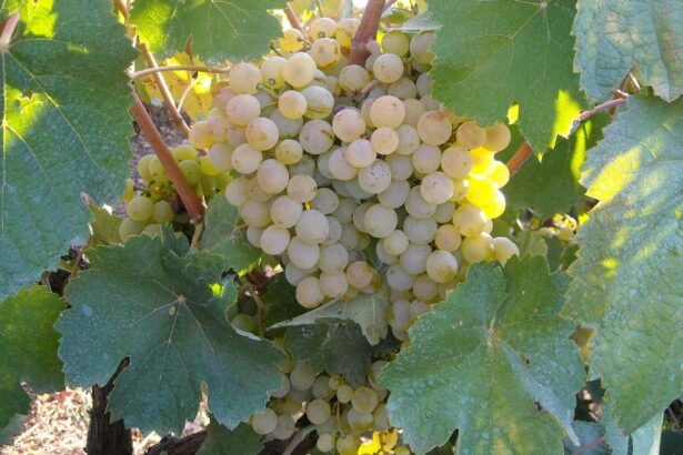 Χαϊδάρι Σήμερα Τρύγος 2017, ο άριστος μετά από μια πολύ περίεργη χρονιά 11