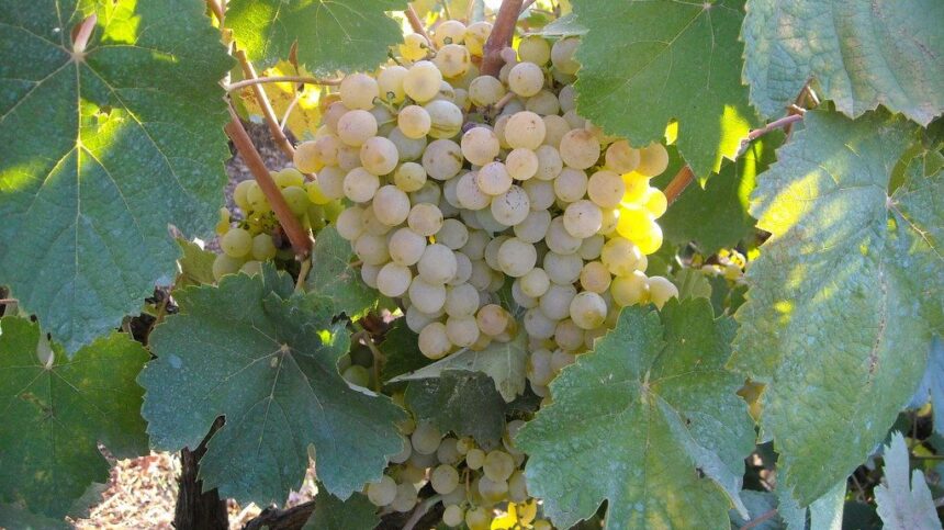 Χαϊδάρι Σήμερα Τρύγος 2017, ο άριστος μετά από μια πολύ περίεργη χρονιά 11