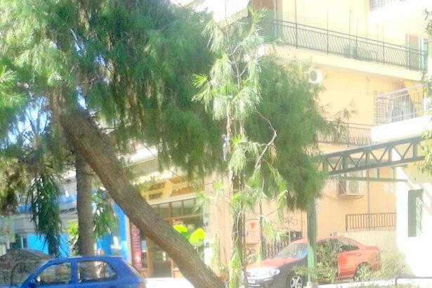Χαϊδάρι Σήμερα Δίμηνο δενδροφύτευσης και επικοινωνιακή αντεπίθεση στον... Κυριάκο Ντηνιακό