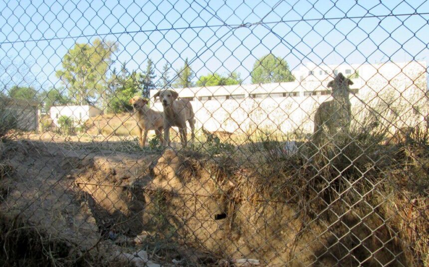 Χαϊδάρι Σήμερα Καβγάδες για τα αδέσποτα 1