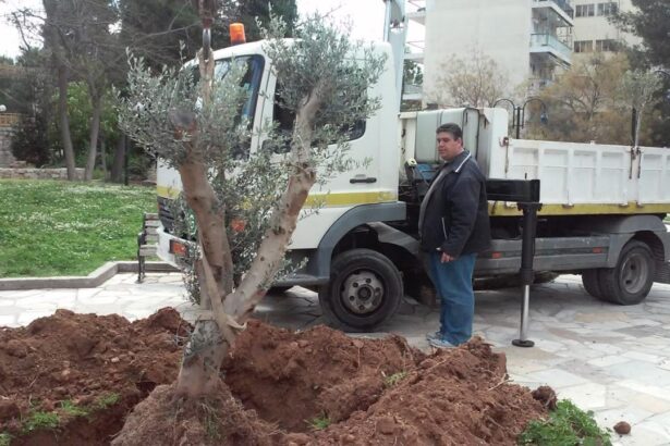 Χαϊδάρι Σήμερα Το Χαϊδάρι κοσμούν αιωνόβιες ελιές... 20 ετών! 3