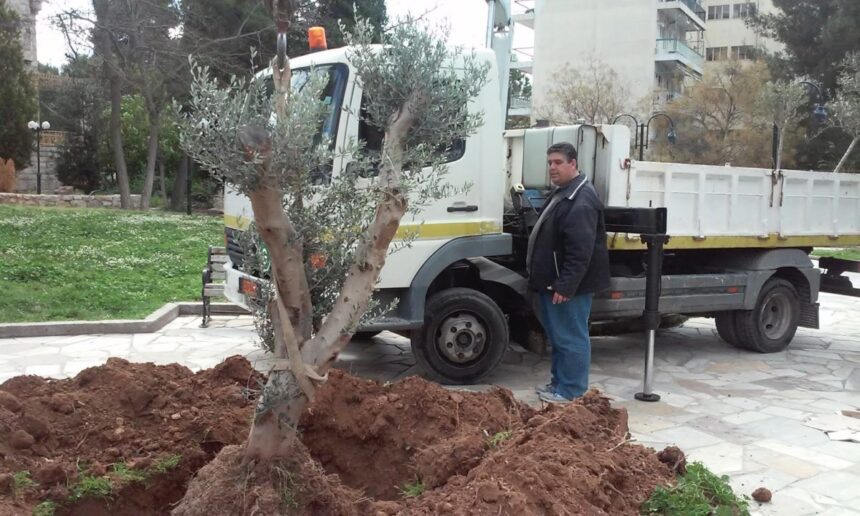 Χαϊδάρι Σήμερα Το Χαϊδάρι κοσμούν αιωνόβιες ελιές... 20 ετών! 3