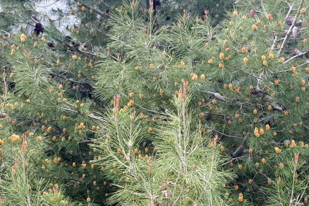 "Στο Δαφνί πλέουμε σε μια θάλασσα κίτρινης σκόνης. Πολλή γύρη ρε φίλε..." 23