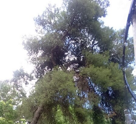 Προσοχή, το πεύκο γέρνει επικίνδυνα 17