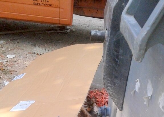 "Πέταξε τον σκύλο του δίπλα στον κάδο!" 9