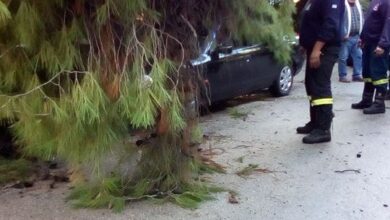 "Η Υπηρεσία Πρασίνου εισηγείται κοπές δένδρων μόνο σε εξαιρετικές περιπτώσεις" 19