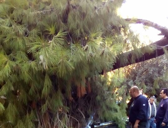 "Η Υπηρεσία Πρασίνου εισηγείται κοπές δένδρων μόνο σε εξαιρετικές περιπτώσεις" 41