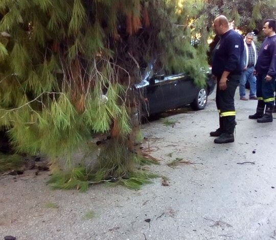"Η Υπηρεσία Πρασίνου εισηγείται κοπές δένδρων μόνο σε εξαιρετικές περιπτώσεις" 2 "Η Υπηρεσία Πρασίνου εισηγείται κοπές δένδρων μόνο σε εξαιρετικές περιπτώσεις" 1
