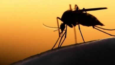 "Μέτρα προφύλαξης για τον ιό του Δυτικού Νείλου χρειάζεται και το Χαϊδάρι" 1