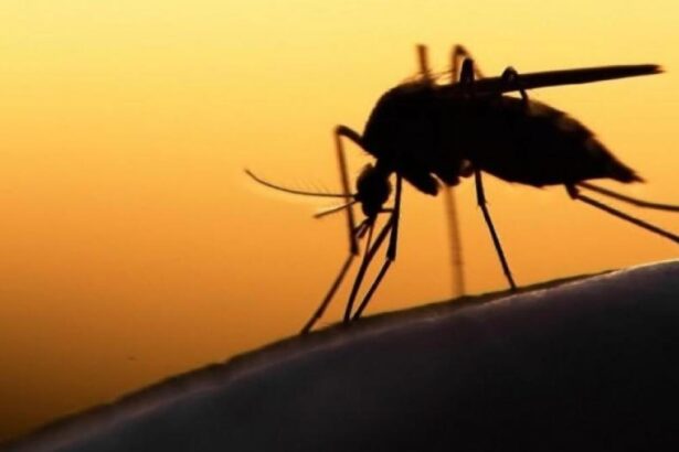 "Μέτρα προφύλαξης για τον ιό του Δυτικού Νείλου χρειάζεται και το Χαϊδάρι" 37