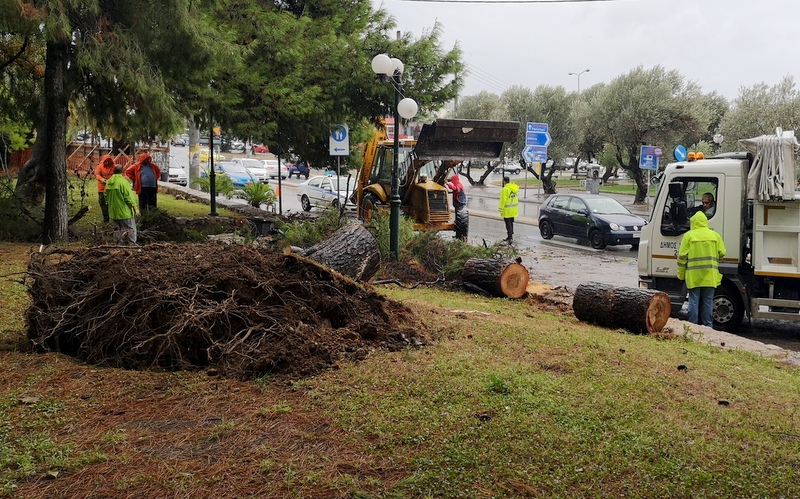Ο "Ζορμπάς" ξερίζωσε μεγάλο πεύκο στο Παλατάκι - Τα προβλήματα στο Χαϊδάρι 4 Ο "Ζορμπάς" ξερίζωσε μεγάλο πεύκο στο Παλατάκι - Τα προβλήματα στο Χαϊδάρι 3