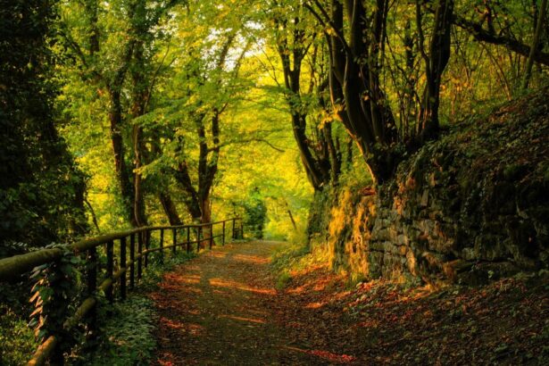 "Πρωτοβουλία για τα Δάση": Μεταρρυθμίσεις τώρα στην προστασία των δασών! 29