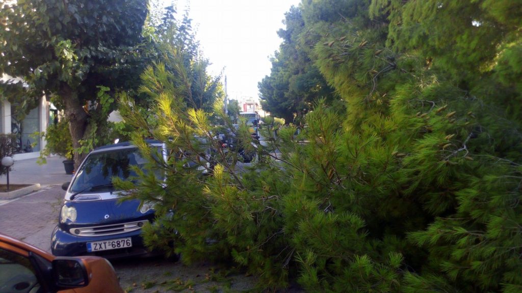 Φροντίδα για τον πολύτιμο πευκώνα της Καραϊσκάκη - Αλλά πώς; 6 Φροντίδα για τον πολύτιμο πευκώνα της Καραϊσκάκη - Αλλά πώς; 5