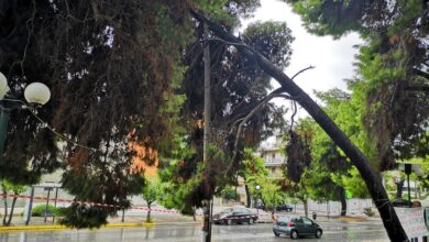 Το αστικό πράσινο και η περίπτωση του πευκώνα της Καραϊσκάκη 6