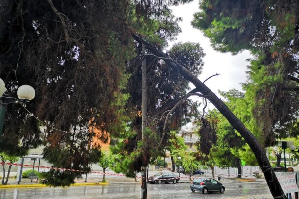 Το αστικό πράσινο και η περίπτωση του πευκώνα της Καραϊσκάκη 25