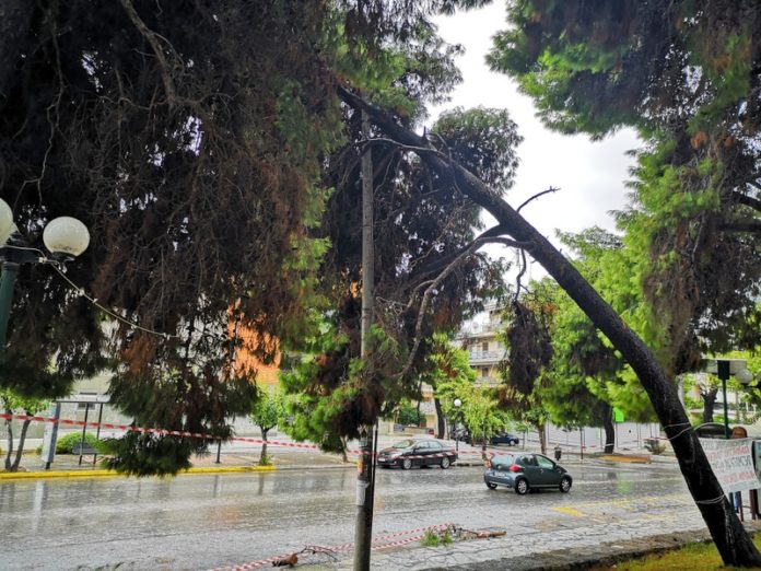 πεύκα καραϊσκάκη