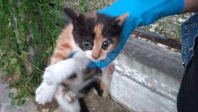 Οι S.T.A.R. ήρθαν στο Χαϊδάρι και έσωσαν τον μικρό "αντάρτη" - Δυο φορές! 7
