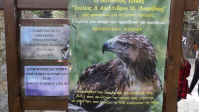 "Καταγγέλλω σόου με άγρια πτηνά στον Διομήδειο Κήπο" 34