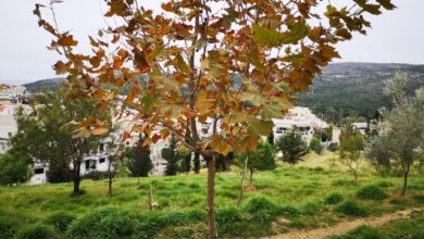 Χαϊδάρι: Φθινοπωρινή συμφωνία στο πάρκο των ανθρώπων που αγαπούν τη γη 23