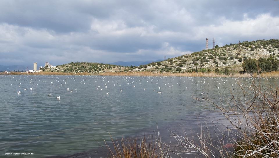 100 Βαλτόπαπιες στη λίμνη Κουμουνδούρου! 4 100 Βαλτόπαπιες στη λίμνη Κουμουνδούρου! 3