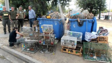 Λαθρέμποροι φτερωτών ψυχών - Παζάρι Σχιστού 13