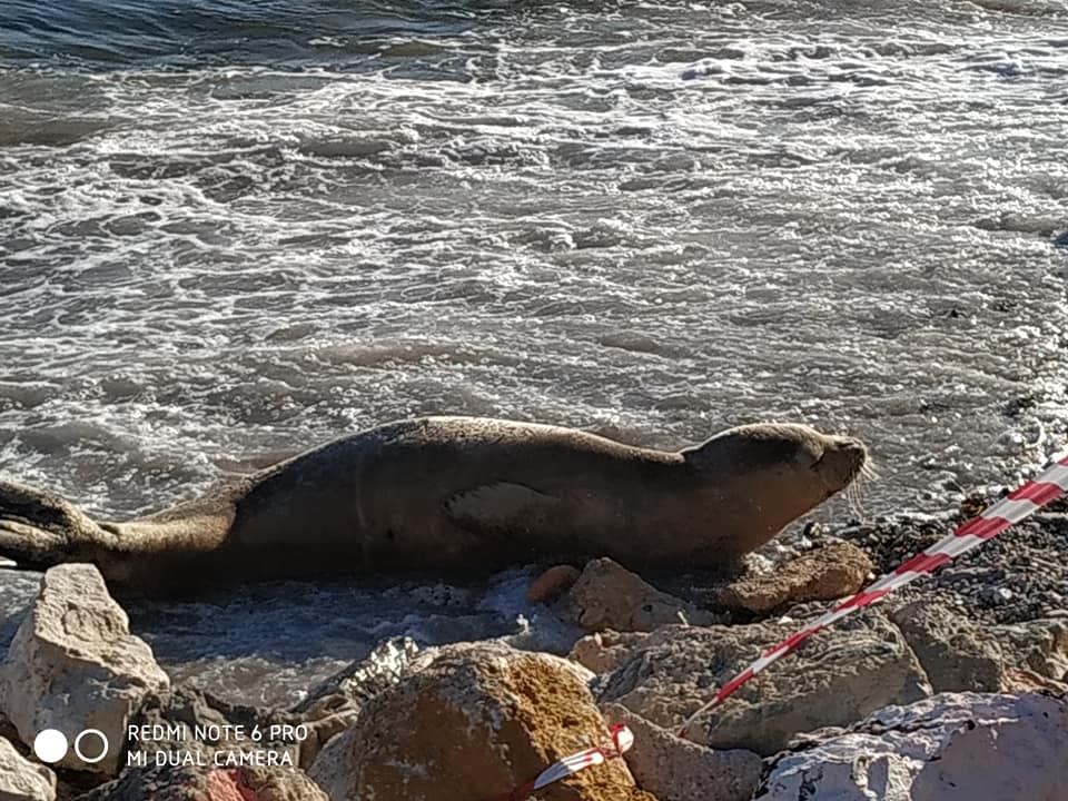 Δελφίνια και φώκιες στον Κόλπο της Ελευσίνας! Photos - video 8 Δελφίνια και φώκιες στον Κόλπο της Ελευσίνας! Photos - video 7