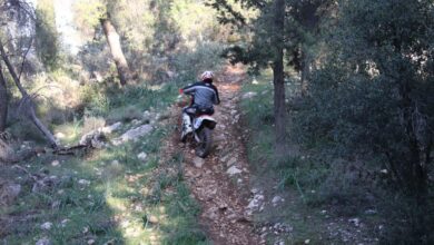 "Μηχανές καταστρέφουν το δάσος κάτω από τη Γιορτή" 14